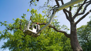 Tree Trimming Services in Abilene, Texas - 325-480-8891