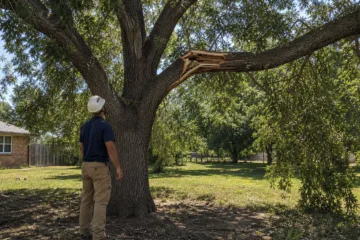 Broken Tree Limb or Full Removal? An Abilene Decision Guide — Abilene, Texas