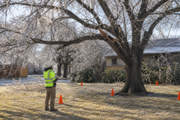 How to Handle Ice-Damaged Trees in Abilene — Abilene, Texas