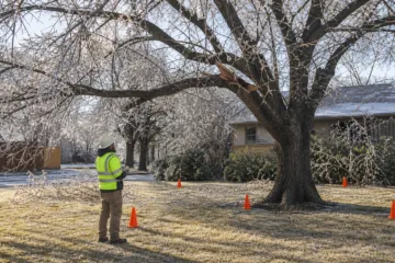 How to Handle Ice-Damaged Trees in Abilene — Abilene, Texas