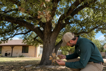 Possible Oak Wilt Signs in Abilene: What to Do Next — Abilene, Texas