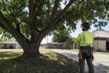 Tree Care Planning for Clyde, Texas Homes and Businesses — Abilene, Texas